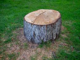 Best Tree Mulching  in Pelham, GA