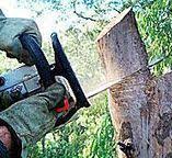 Best Commercial Tree Services  in Pelham, GA