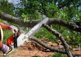 Best Emergency Tree Removal  in Pelham, GA