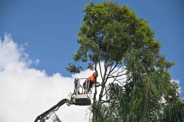 Best Tree and Shrub Care  in Pelham, GA