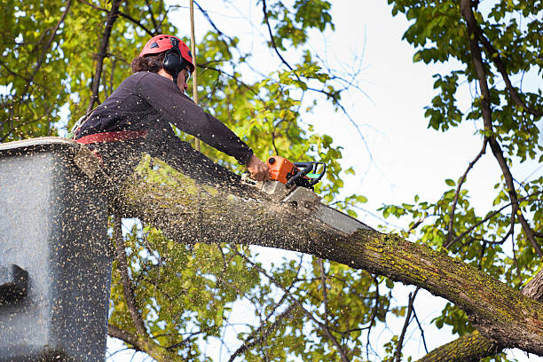 Best Lawn Maintenance Plans  in Pelham, GA