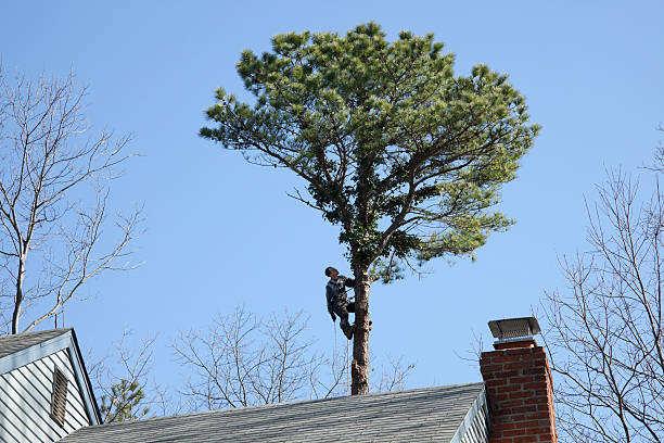 Best Soil Testing and Treatment  in Pelham, GA