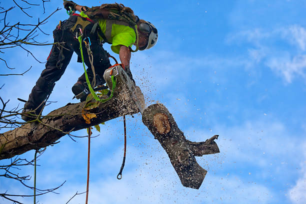 Best Aeration Services  in Pelham, GA