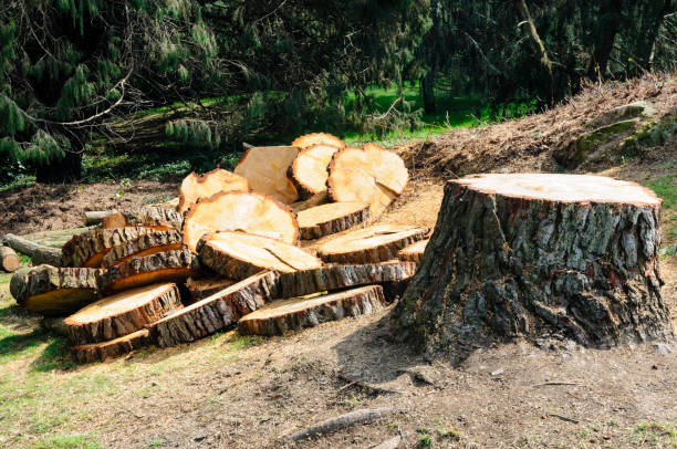 Best Arborist Consultation Services  in Pelham, GA